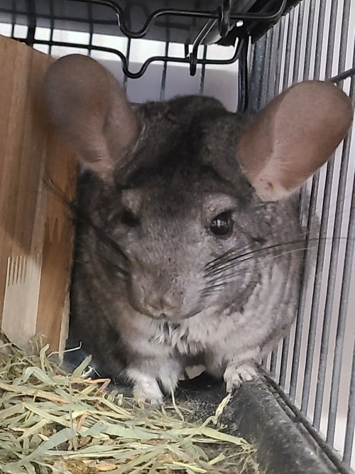 BILL - Chinchilla available for adoption