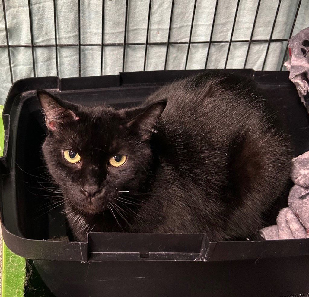 Sammy Image