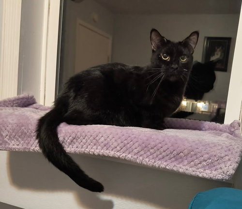 picture of the cat needing adoption