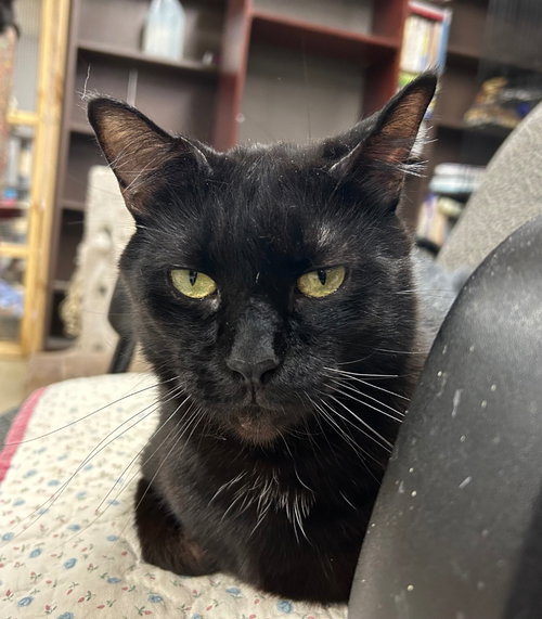 Sammy, an adoptable Domestic Short Hair in Portland, IN