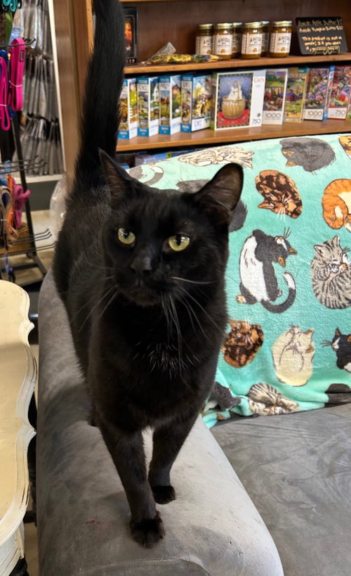 Sammy, Adult Domestic Short Hair / Mixed, cat for adoption in Anderson, Indiana