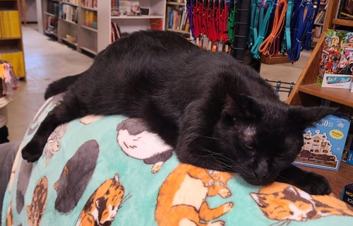 Photo 2 of Sammy