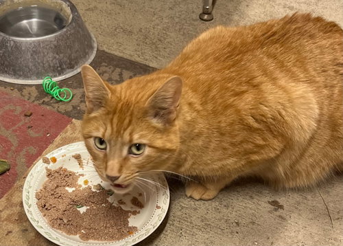 MATCHA - Domestic Short Hair available for adoption