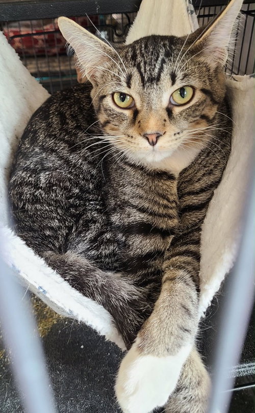 Tater, Young Domestic Short Hair / Mixed, cat for adoption in Anderson, Indiana