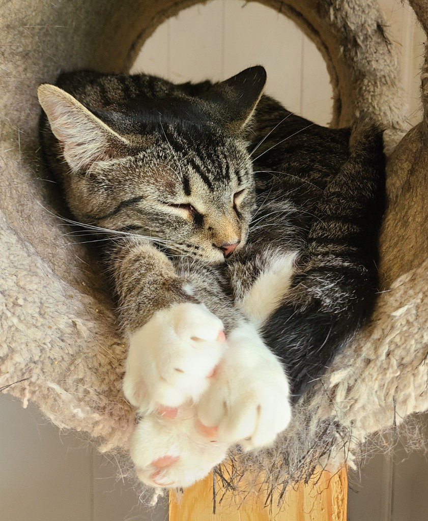 Tater, photo 2