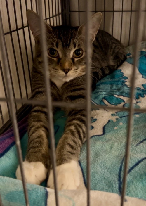 Photo 4 of Tater
