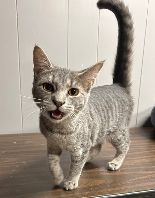 picture of the cat needing adoption