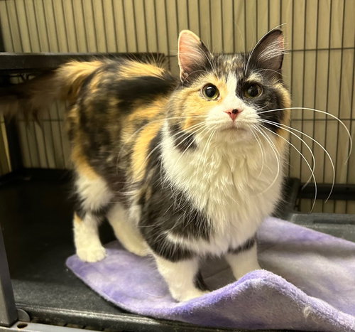 picture of the cat needing adoption