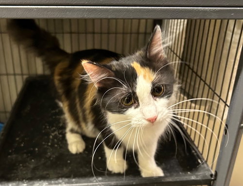 picture of the cat needing adoption