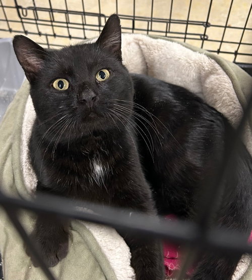 Squid, an adoptable Domestic Short Hair in Portland, IN