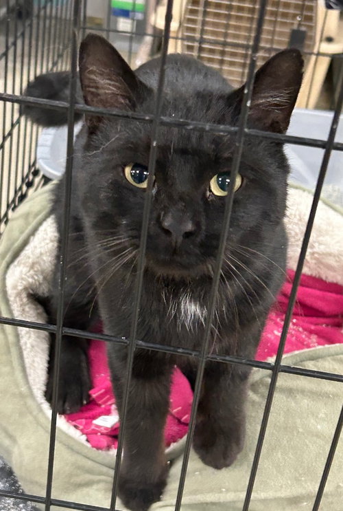 SQUID - Domestic Short Hair available for adoption