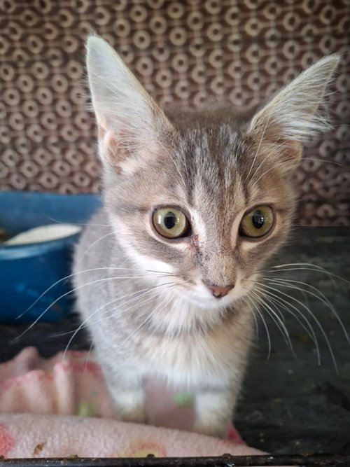 picture of the cat needing adoption