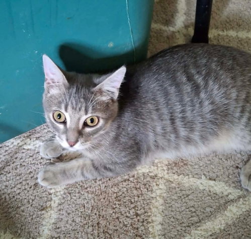 Potatoe, an adoptable Domestic Short Hair in Portland, IN