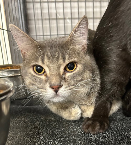 Potatoe, a cat for adoption from Midwest Pet Refuge