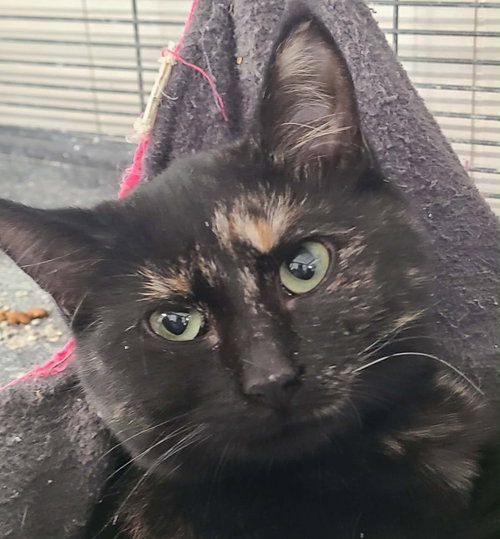 Elvira, Young Domestic Short Hair / Mixed, cat for adoption in Anderson, Indiana