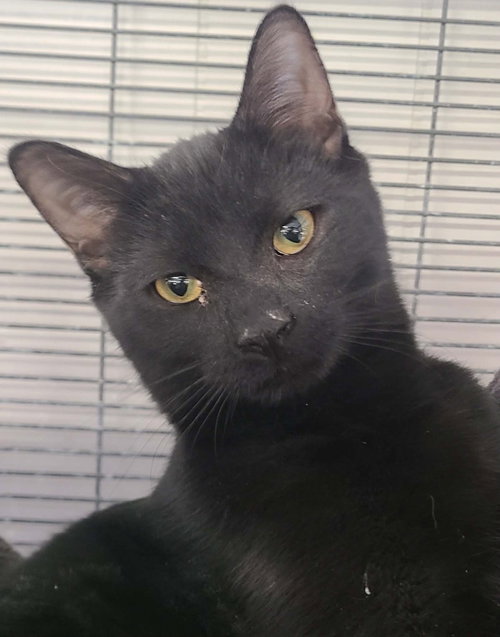 Jughead, an adoptable Domestic Short Hair in Portland, IN