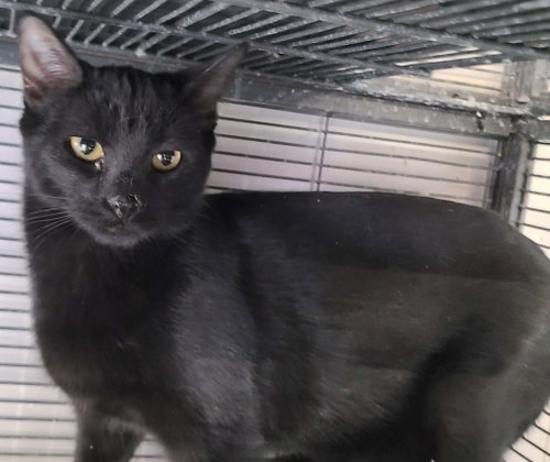 JUGHEAD - Domestic Short Hair available for adoption