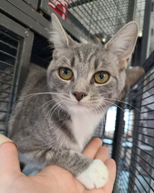 Lark, an adoptable Domestic Short Hair in Portland, IN