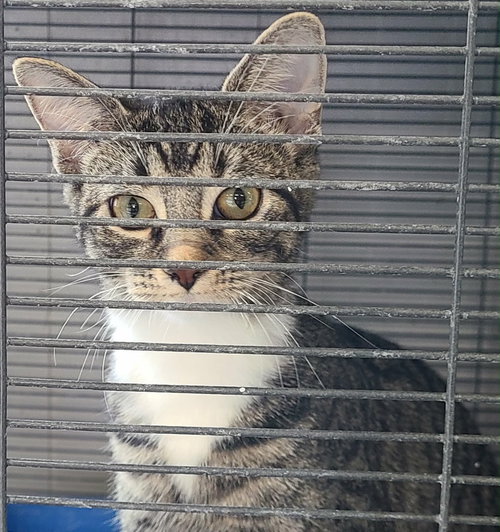 Veronica, an adoptable Domestic Short Hair in Portland, IN