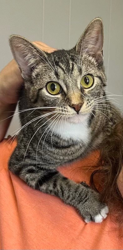 Veronica, Young Domestic Short Hair / Mixed, cat for adoption in Portland, Indiana