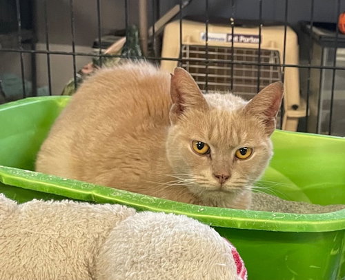 Addie, an adoptable Domestic Short Hair in Portland, IN