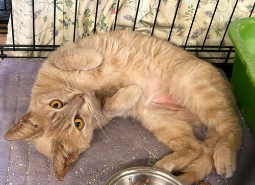 Addie, an adoptable Domestic Short Hair in Portland, IN