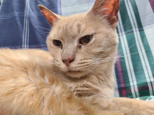 ADDIE - Domestic Short Hair available for adoption