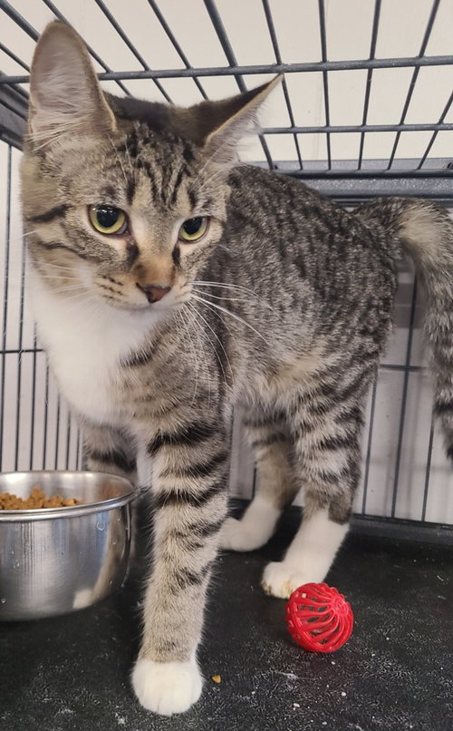 Dawn, an adoptable Domestic Short Hair in Portland, IN