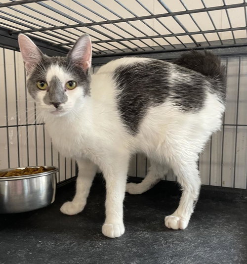 Dusty, an adoptable Domestic Short Hair in Portland, IN
