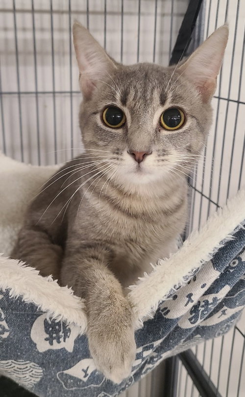 Nola, an adoptable Domestic Short Hair in Portland, IN