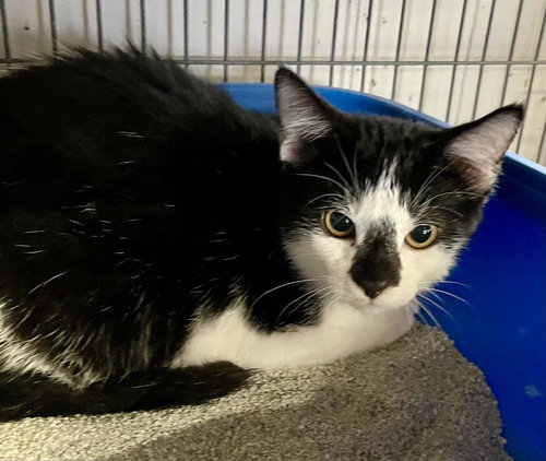 Pixel, an adoptable Domestic Short Hair in Portland, IN