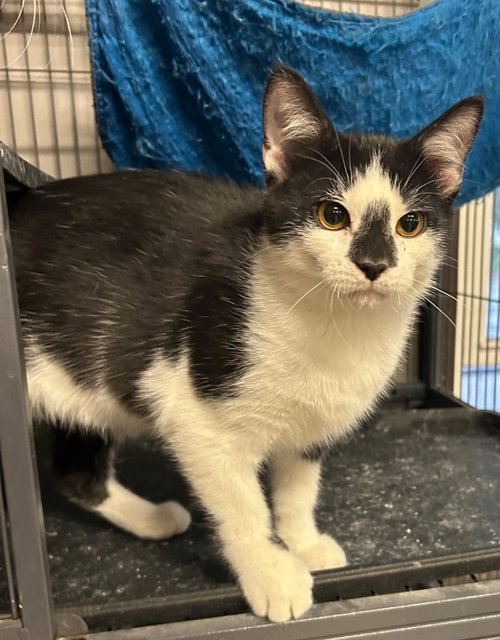 Pixel, an adoptable Domestic Short Hair in Portland, IN