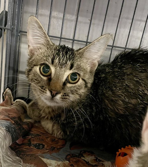 Spud, an adoptable Domestic Short Hair in Portland, IN