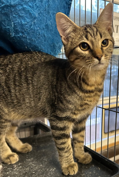 Spud, an adoptable Domestic Short Hair in Portland, IN