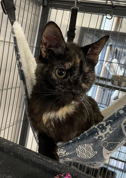 Veda, Young Domestic Short Hair / Mixed, cat for adoption in Anderson, Indiana