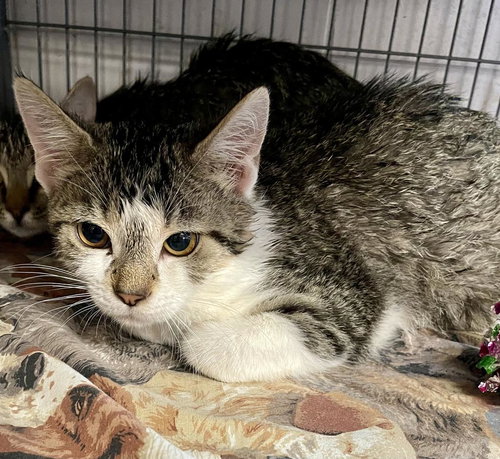 Vexa, an adoptable Domestic Short Hair in Portland, IN