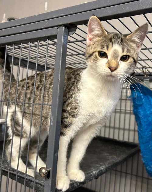 Vexa, Young Domestic Short Hair / Mixed, cat for adoption in Anderson, Indiana