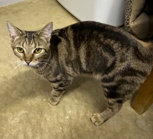 Gloria, an adoptable Domestic Short Hair in Portland, IN