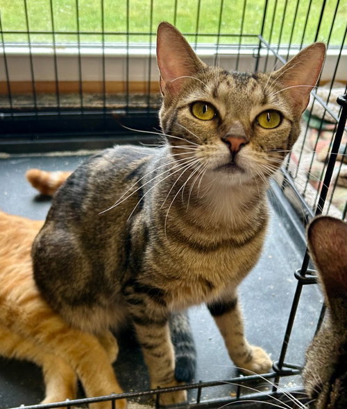 GLORIA - Domestic Short Hair available for adoption
