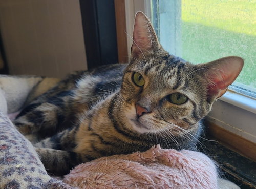 Gloria, a cat for adoption from Midwest Pet Refuge
