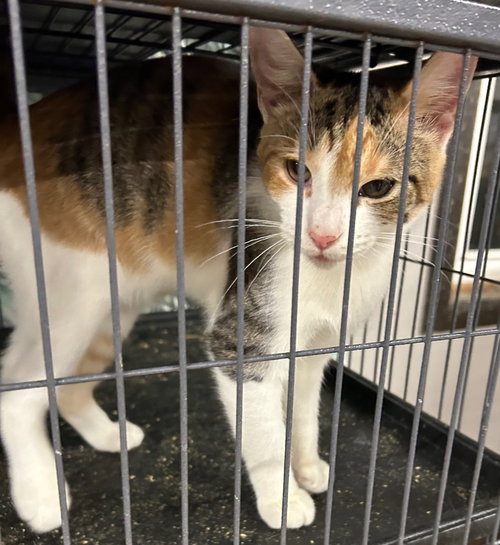 Rosanna, an adoptable Domestic Short Hair in Portland, IN