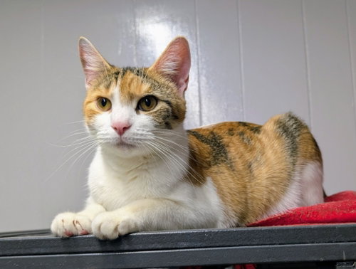 Rosanna, Young Domestic Short Hair / Mixed, cat for adoption in Anderson, Indiana