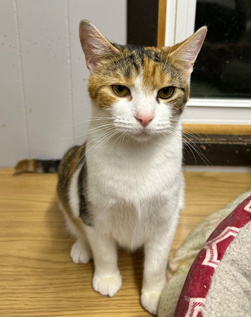 ROSANNA - Domestic Short Hair available for adoption