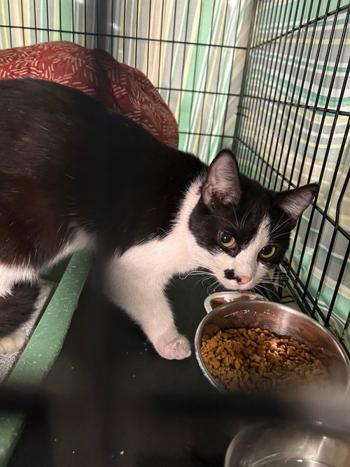 Monroe, an adoptable Domestic Short Hair in Portland, IN
