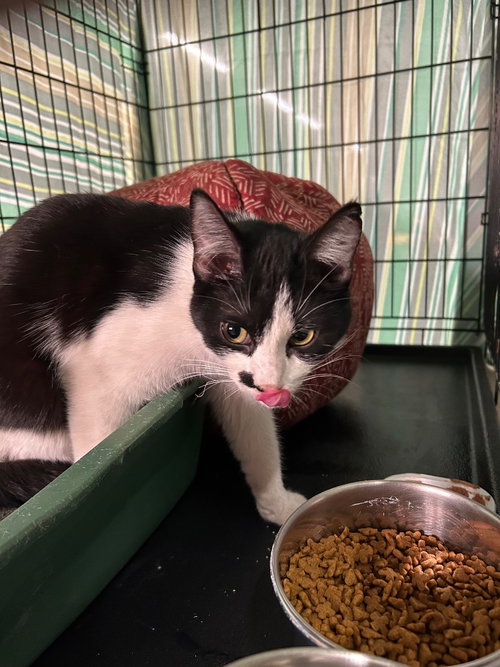 MONROE - Domestic Short Hair available for adoption
