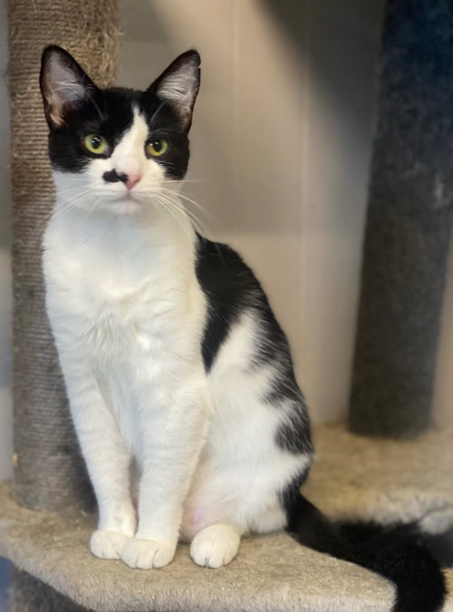 Monroe, a cat for adoption from Midwest Pet Refuge