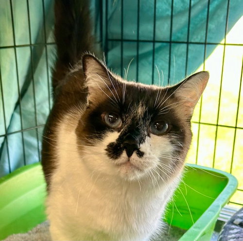 Hazel, Adult Snowshoe, cat for adoption in Anderson, Indiana