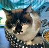 Hazel - Photo 2