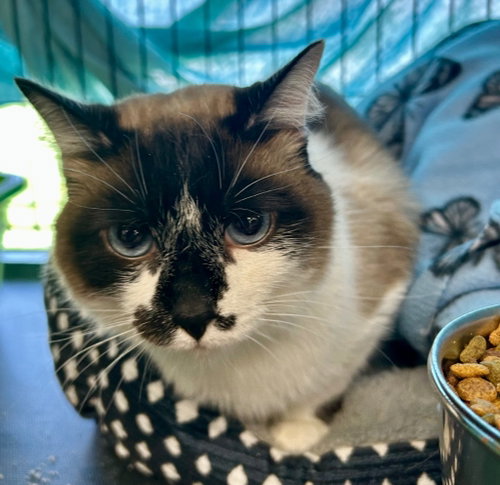HAZEL - Snowshoe available for adoption