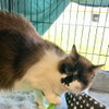 Hazel - Photo 4